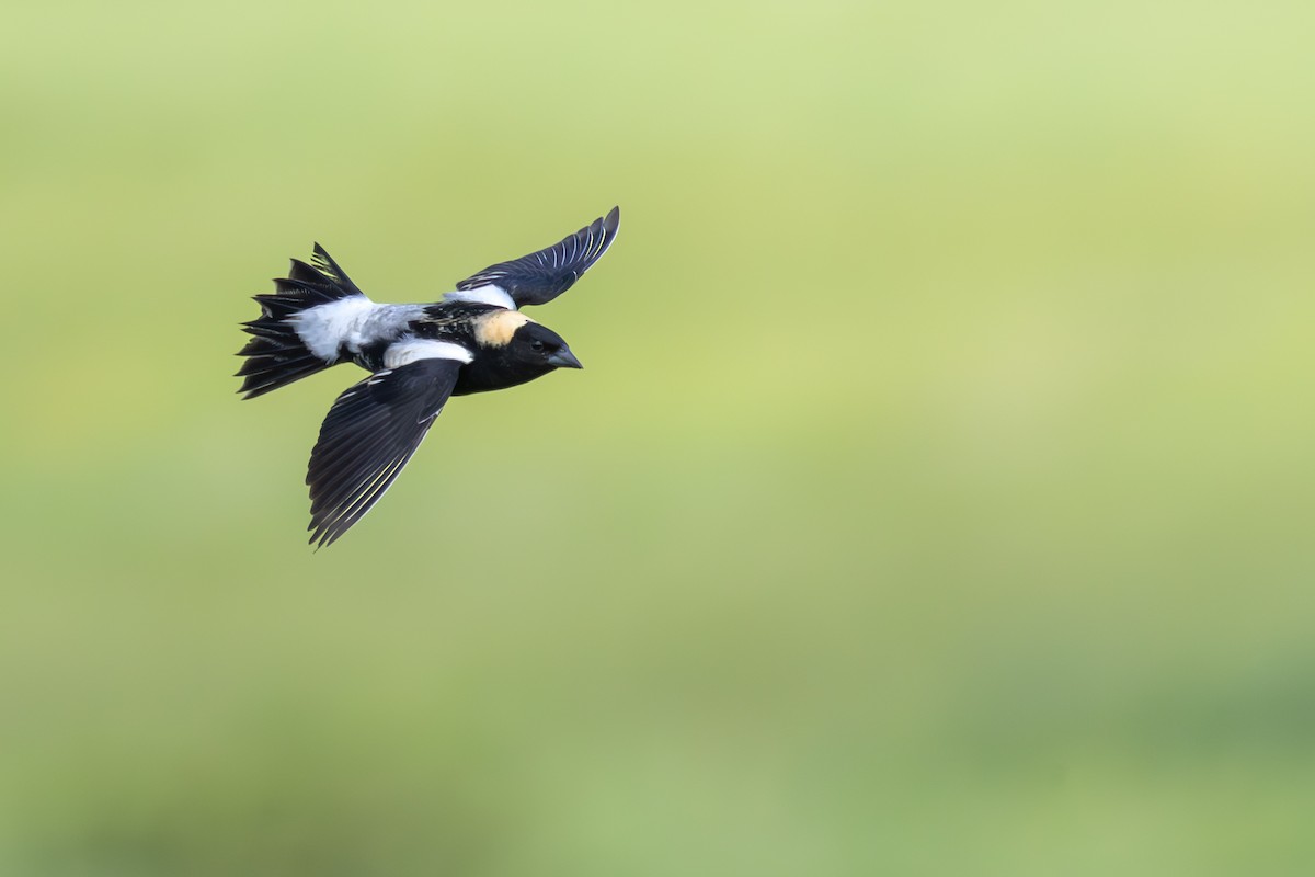 bobolink americký - ML619668902