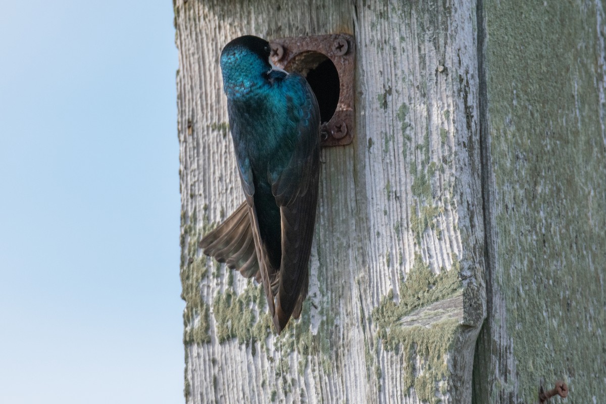 Tree Swallow - Haley Johnson