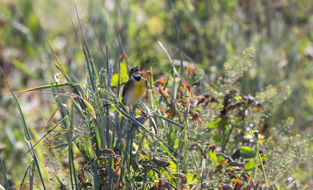 Dickcissel - Jay McGowan