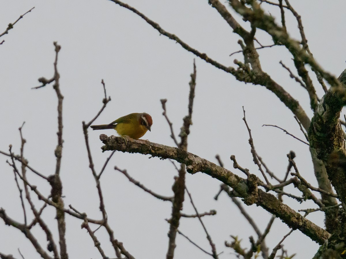 Chestnut-capped Warbler - Abe Villanueva