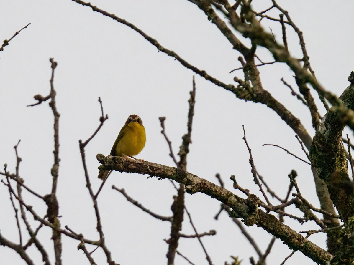 Chestnut-capped Warbler - Abe Villanueva