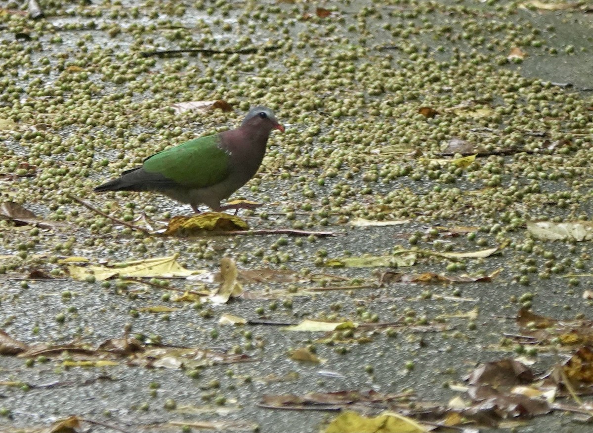 Asian Emerald Dove - Martin Kennewell