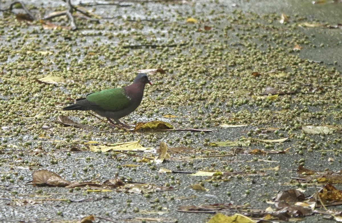 Asian Emerald Dove - Martin Kennewell