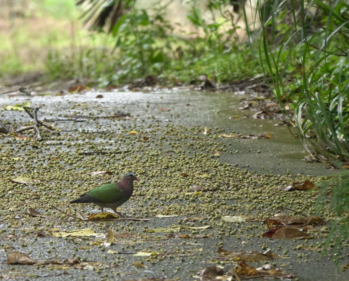 Asian Emerald Dove - Martin Kennewell