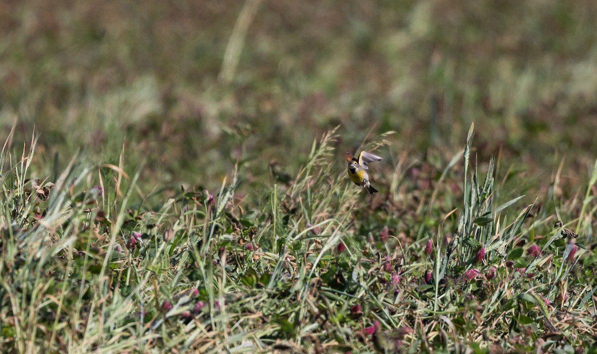 Dickcissel - Jay McGowan