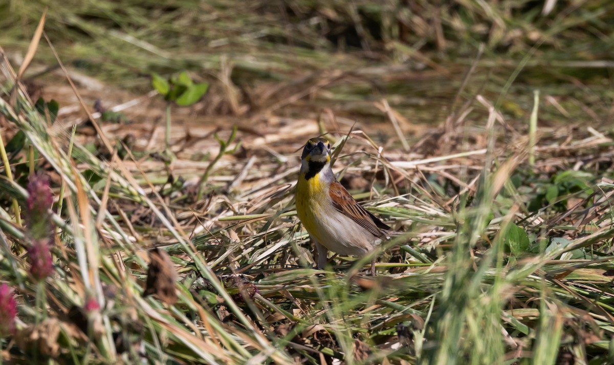 Dickcissel - Jay McGowan