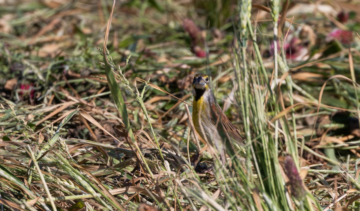 Dickcissel - Jay McGowan