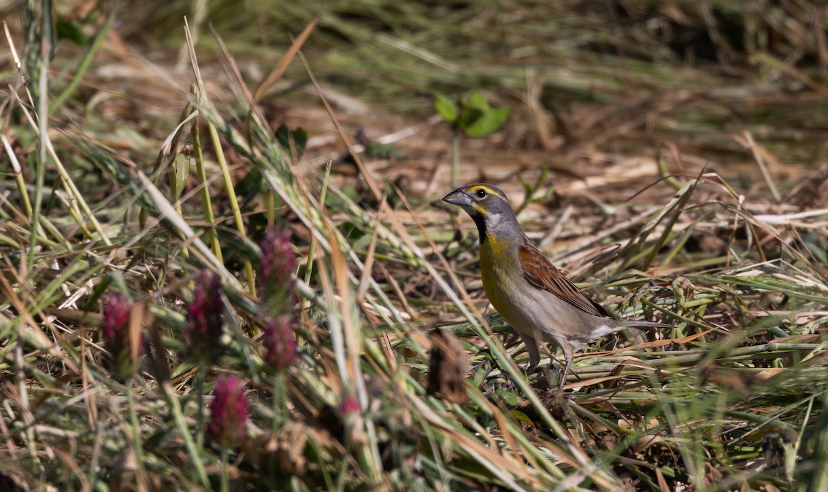 Dickcissel - Jay McGowan