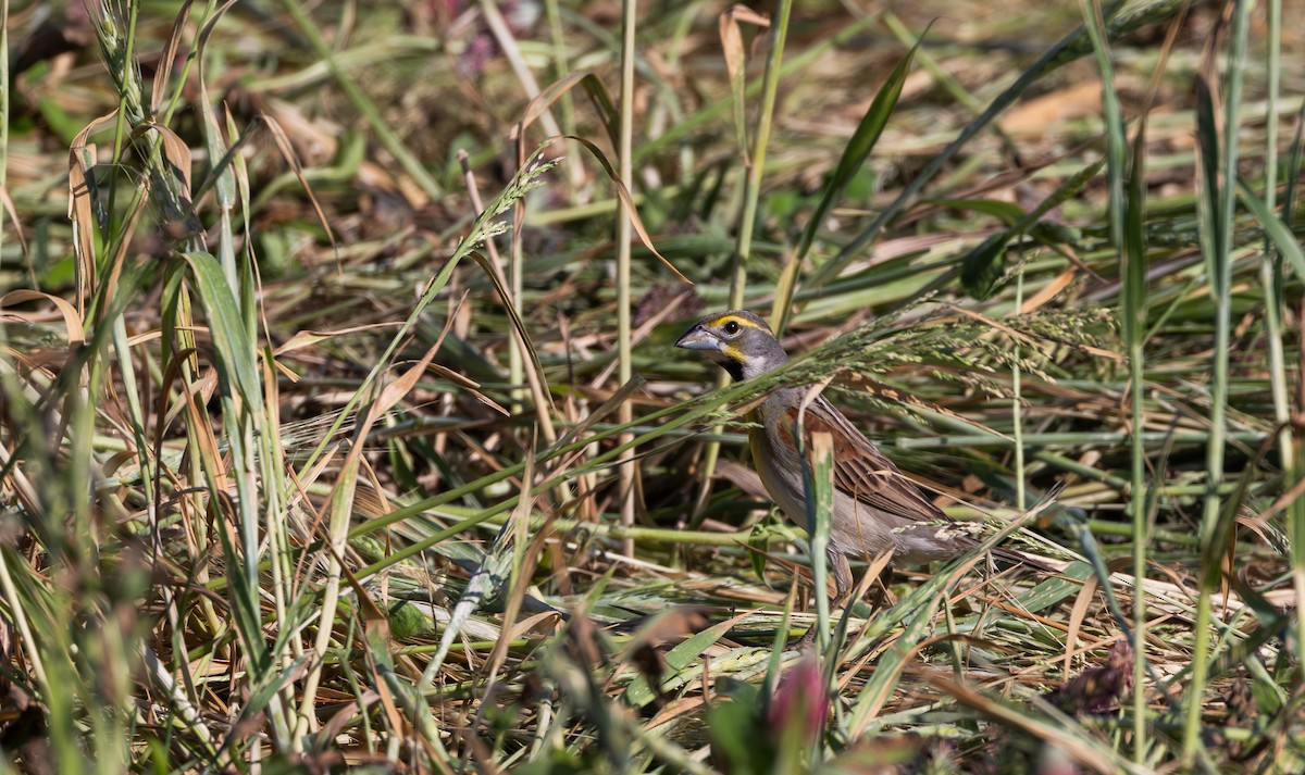 Dickcissel - Jay McGowan