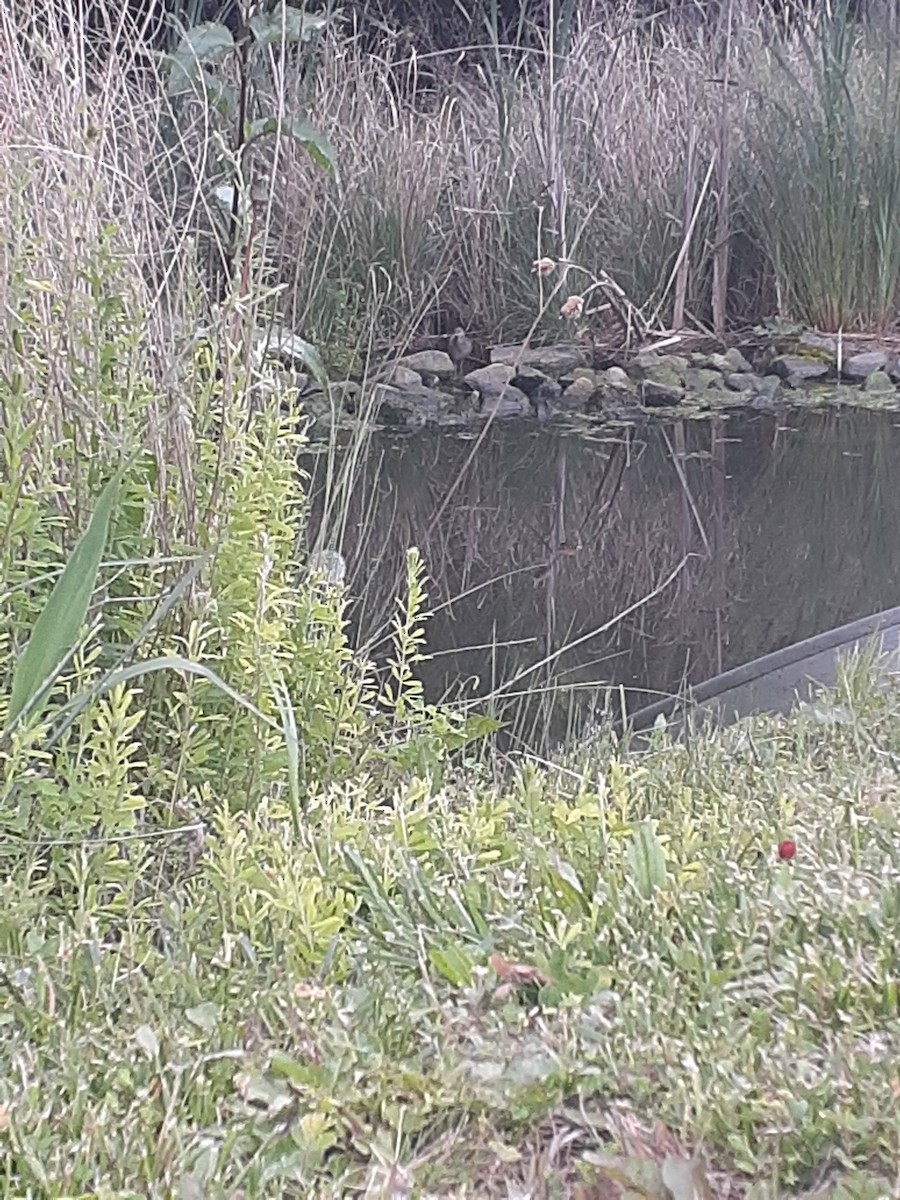 Clapper Rail - Gus R.