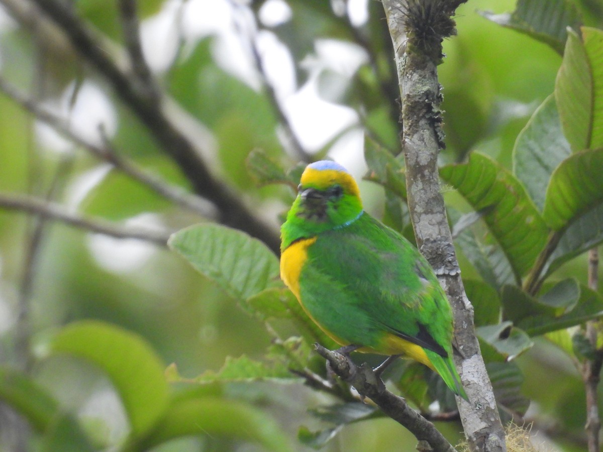 Golden-browed Chlorophonia - Johser Nature