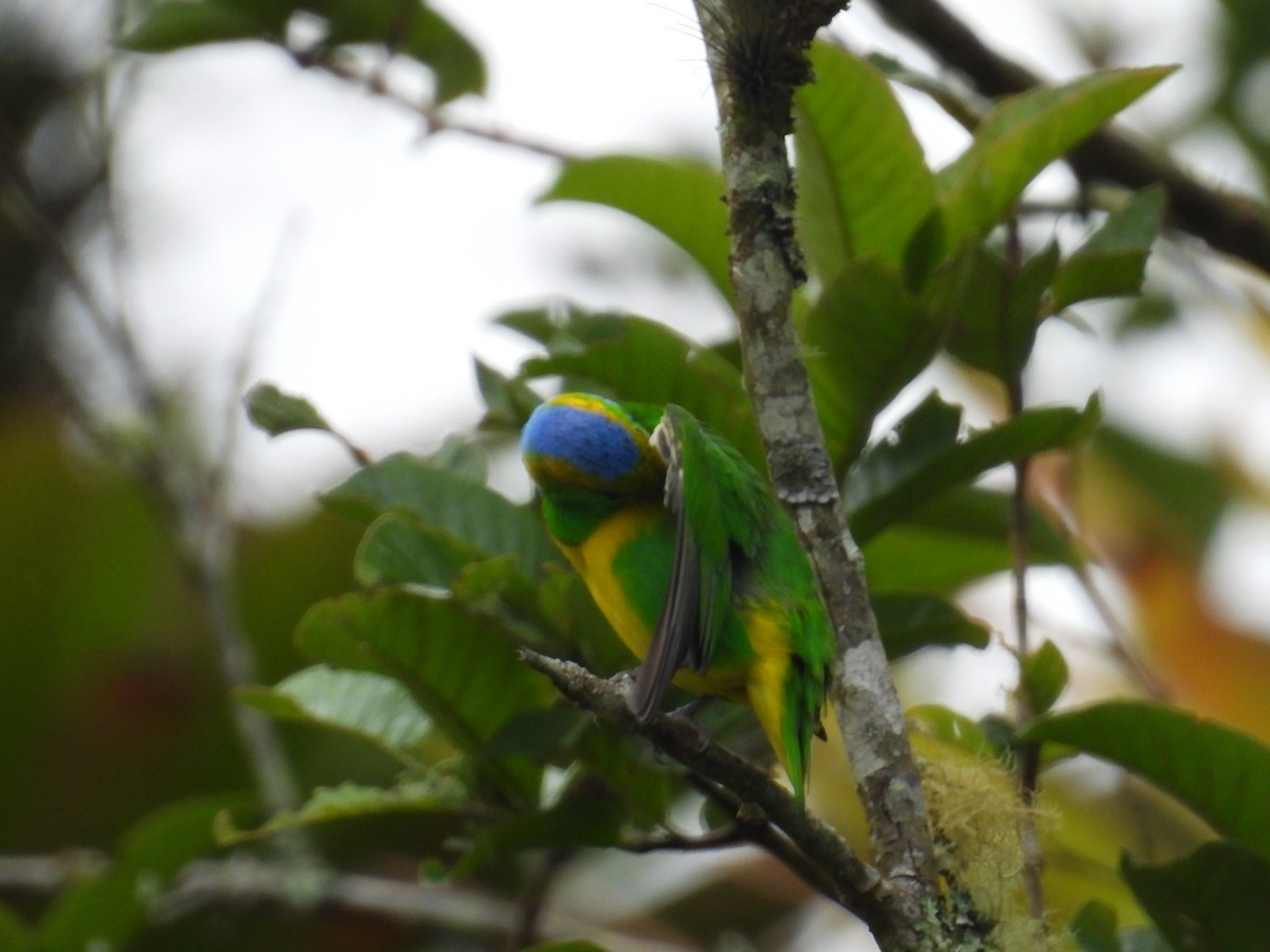 Golden-browed Chlorophonia - Johser Nature