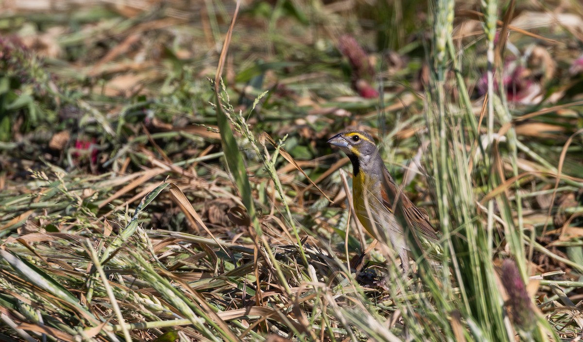 Dickcissel - Jay McGowan