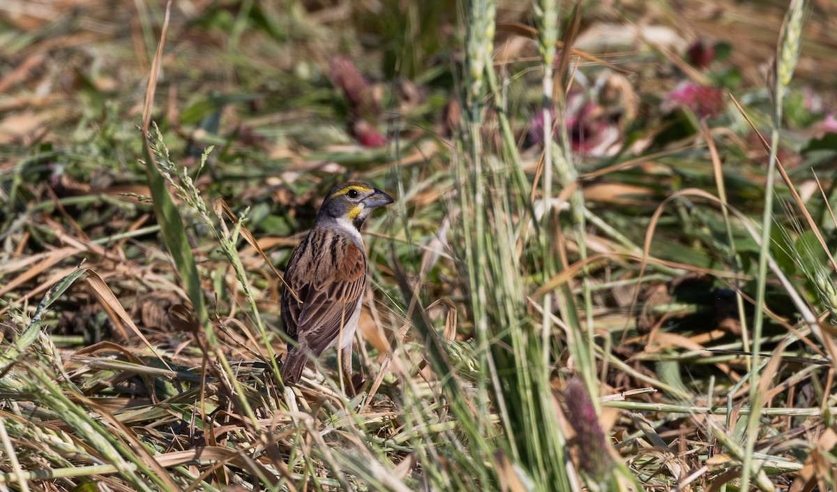 Dickcissel - Jay McGowan