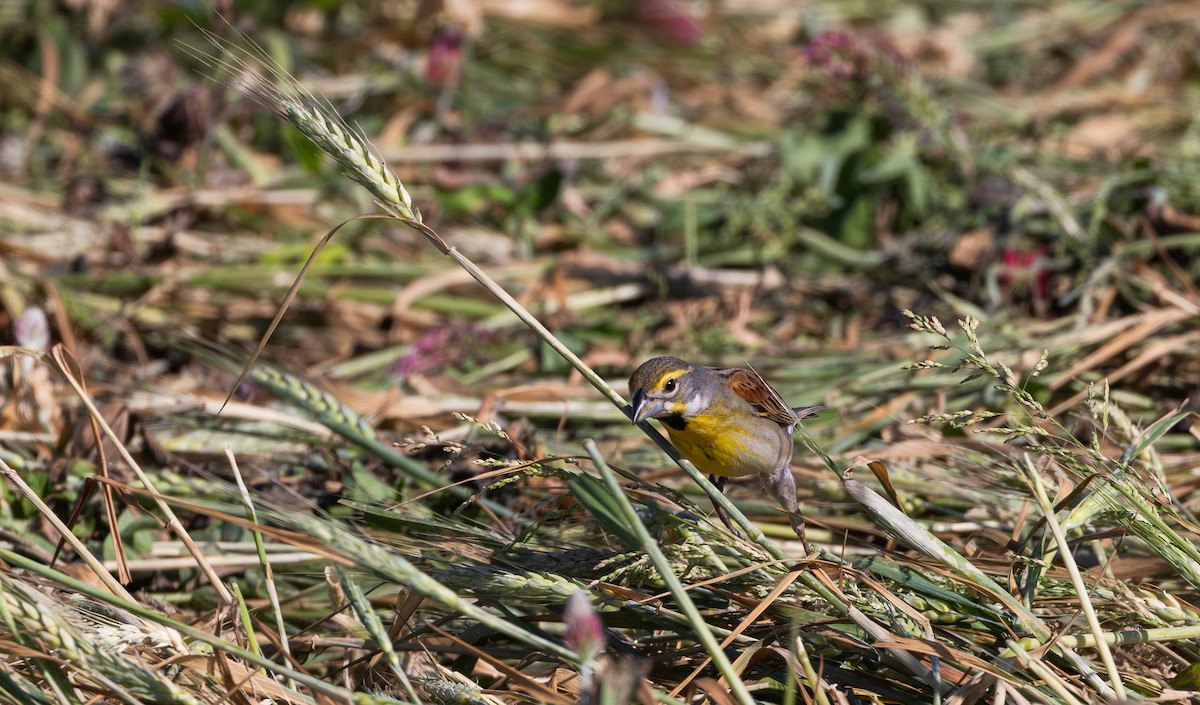 Dickcissel - Jay McGowan