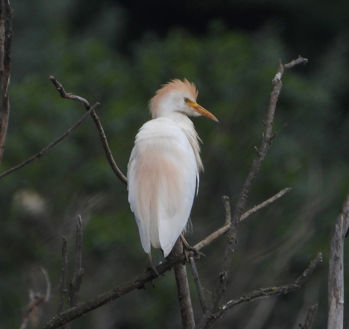 Western Cattle Egret - Elio Giacone