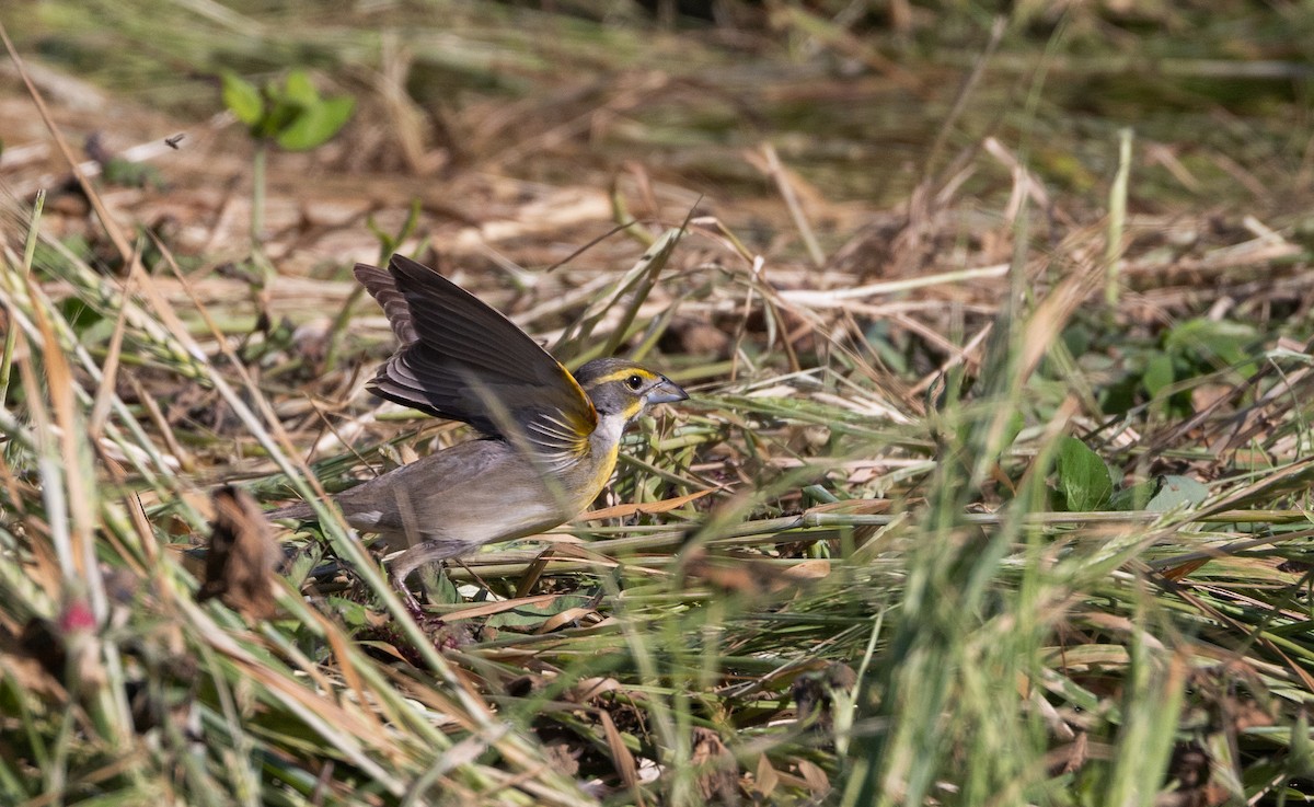 Dickcissel - Jay McGowan