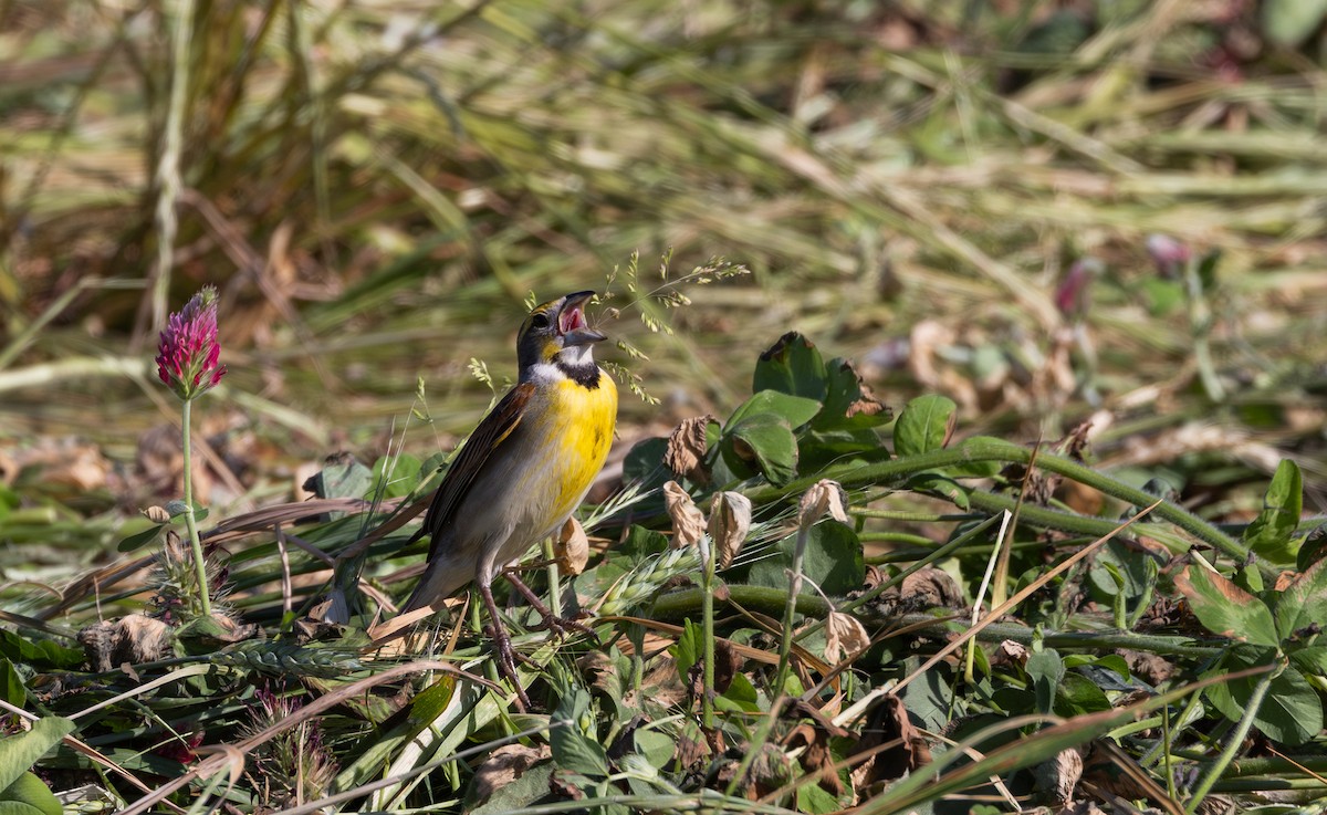 Dickcissel - Jay McGowan