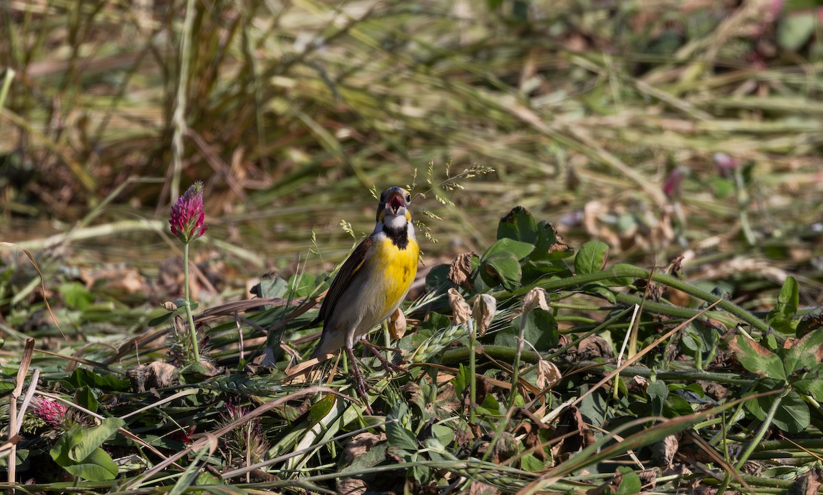 Dickcissel - Jay McGowan