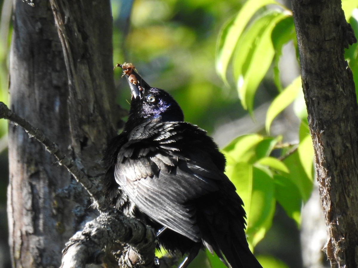 Common Grackle - ML619668951