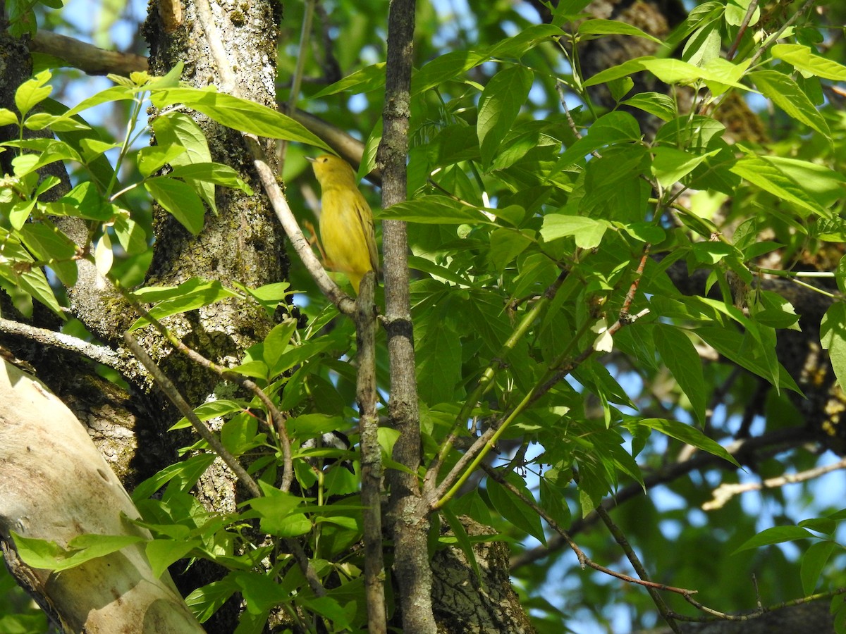 Yellow Warbler - carol villeneuve