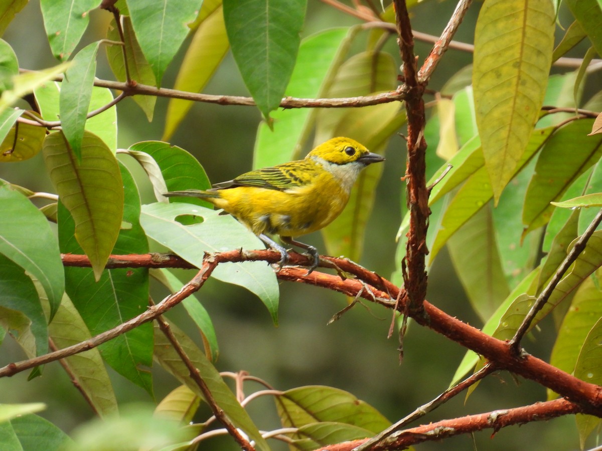Silver-throated Tanager - Johser Nature