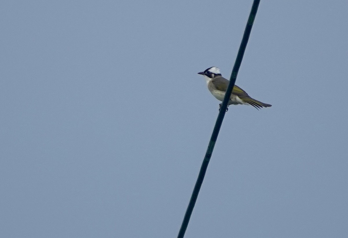 Light-vented Bulbul - Martin Kennewell