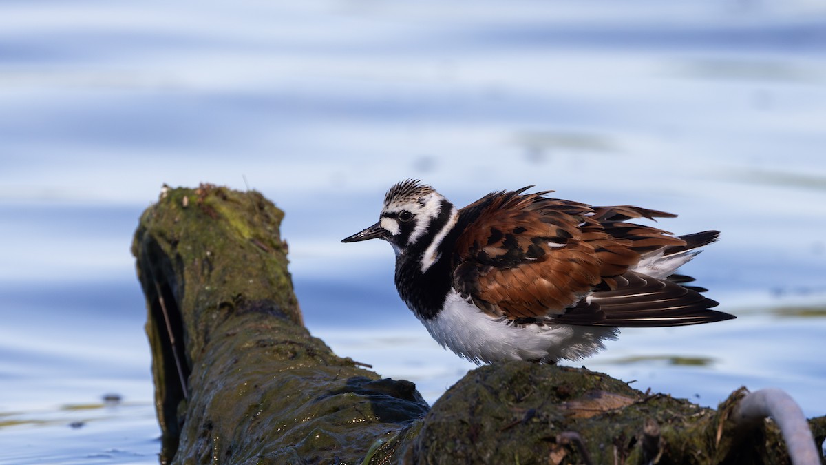 Ruddy Turnstone - Jay McGowan