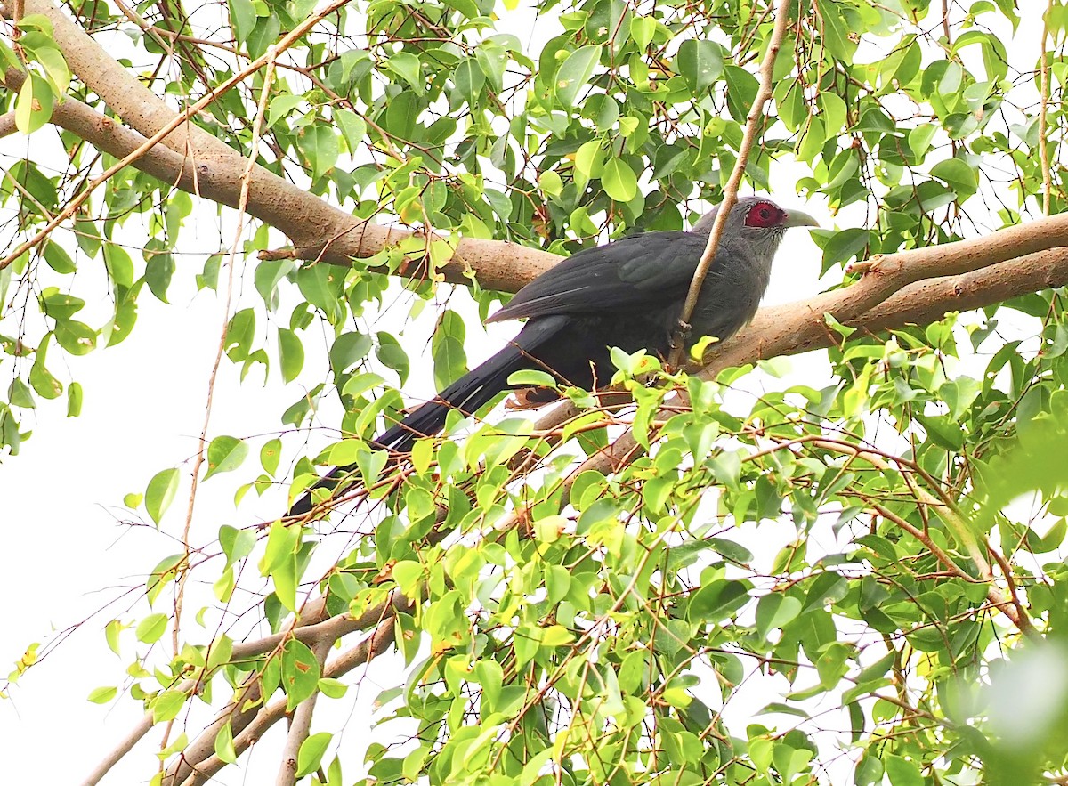 Green-billed Malkoha - ML619668974