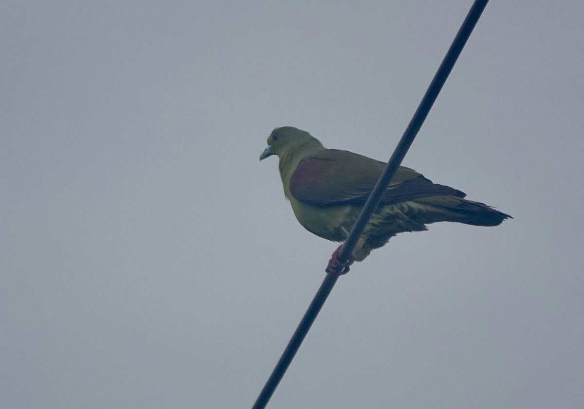Whistling Green-Pigeon (Ryukyu) - Martin Kennewell
