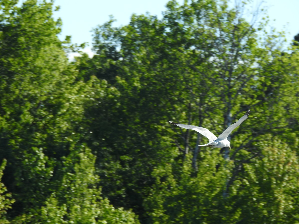 Ring-billed Gull - carol villeneuve