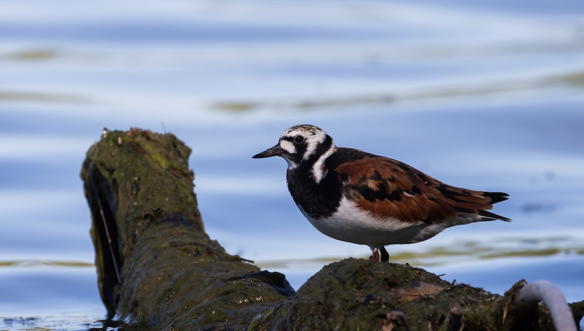 Ruddy Turnstone - Jay McGowan