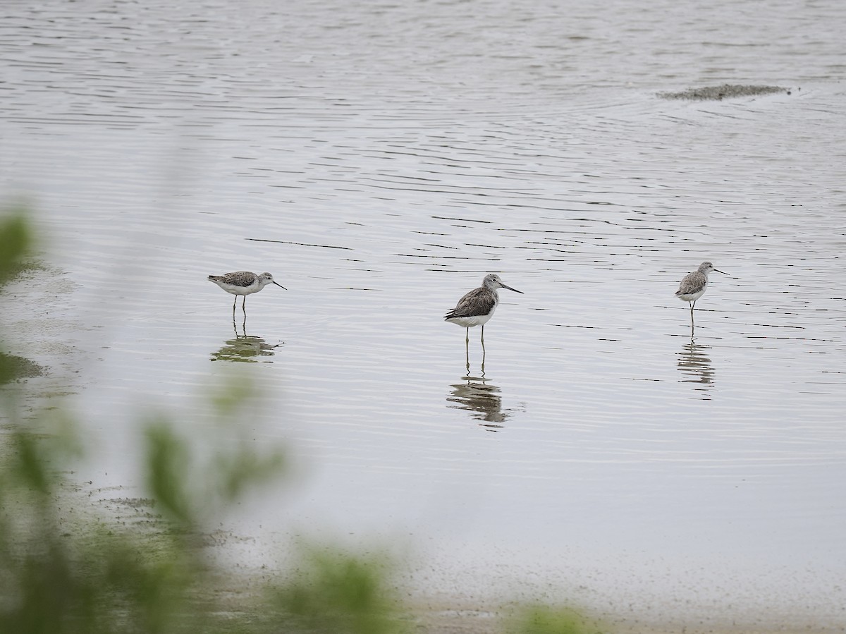 Marsh Sandpiper - Tom Chen