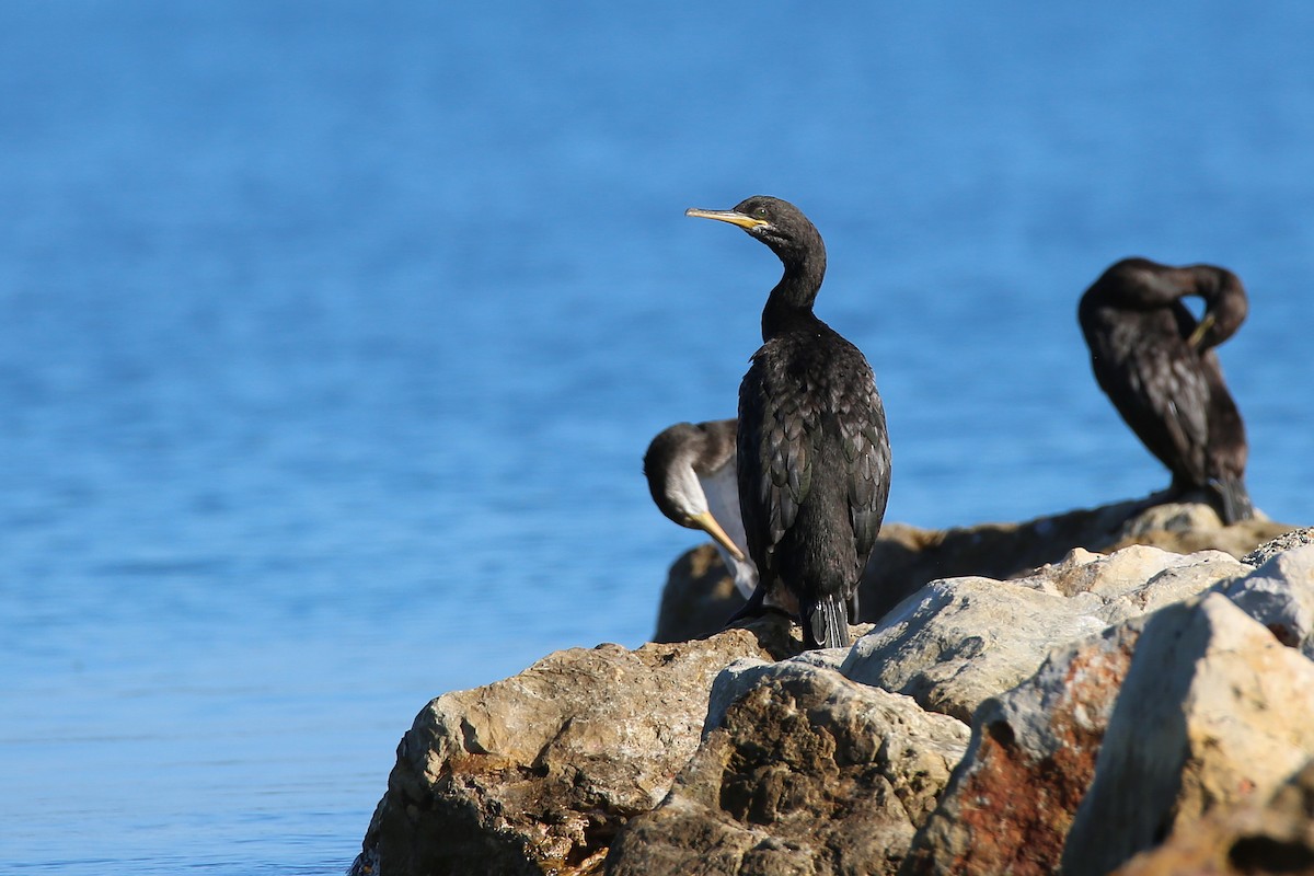 European Shag (Mediterranean) - Christian H. Schulze