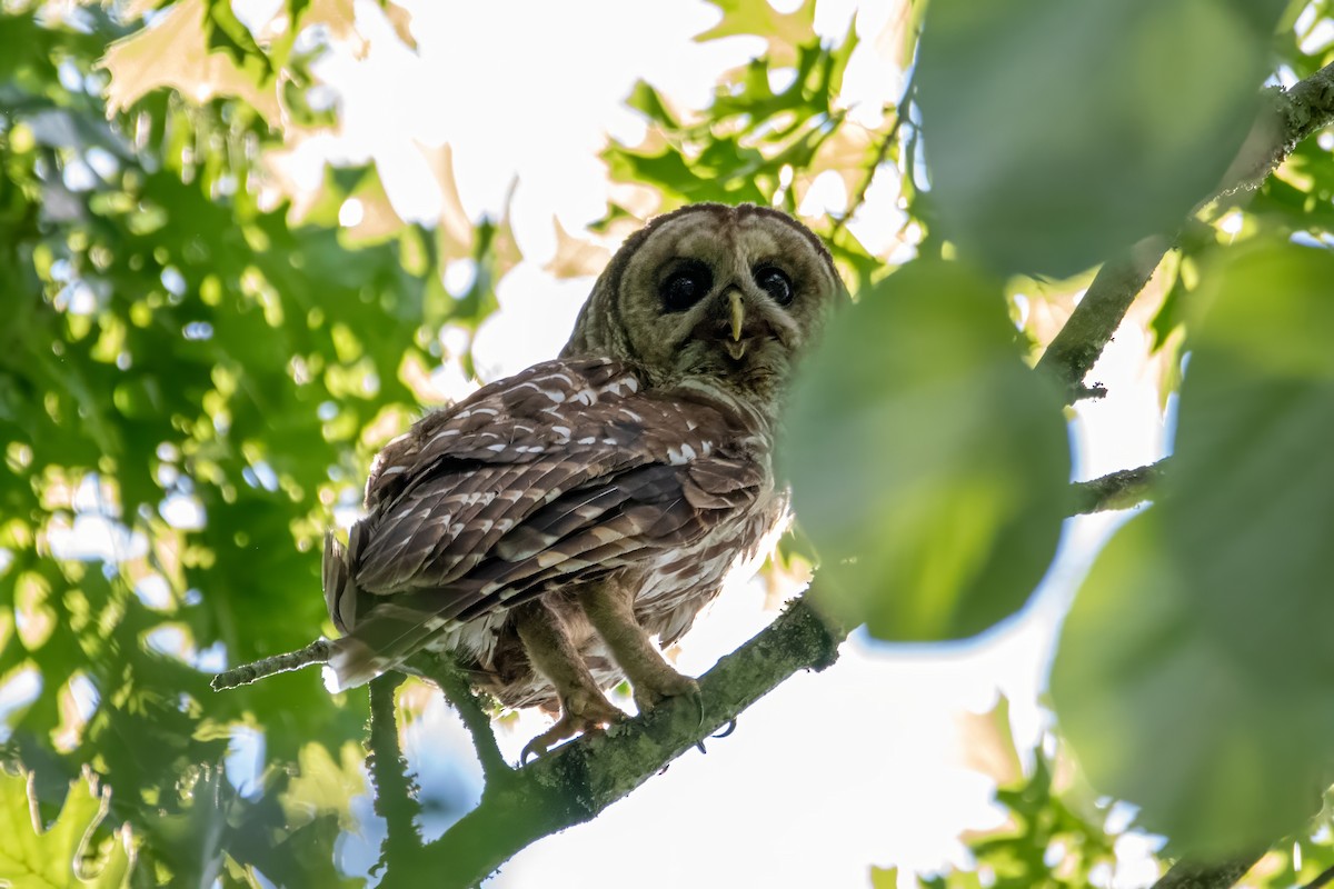 Barred Owl - Rob Cochran