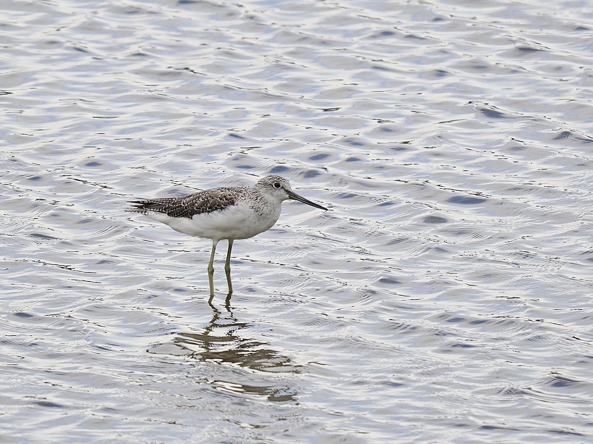 Common Greenshank - Tom Chen