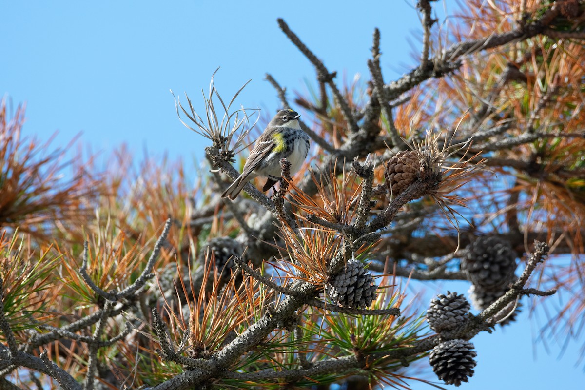 Yellow-rumped Warbler - Haley Johnson