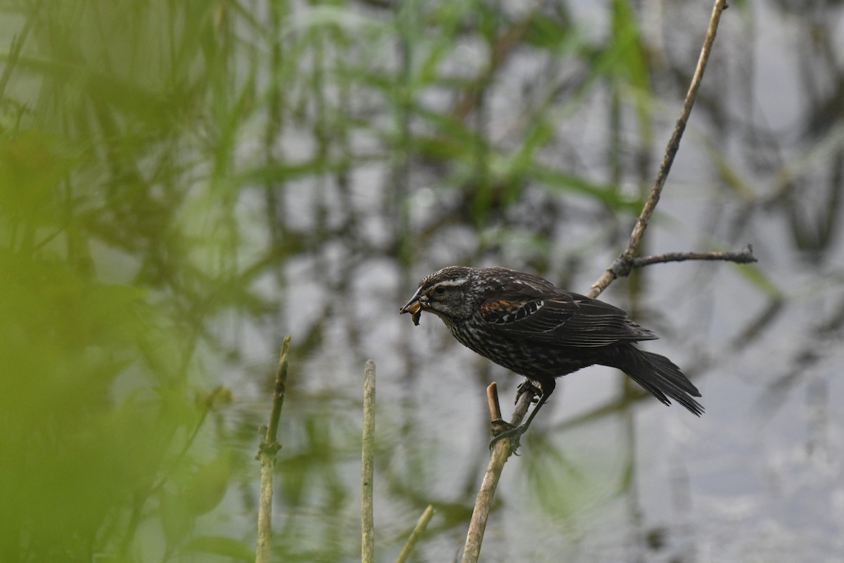 Red-winged Blackbird - Kazumi Ohira