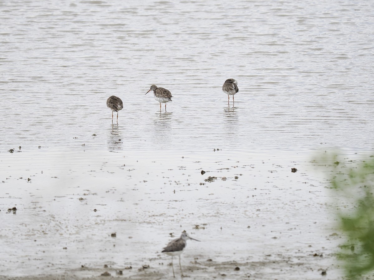 Common Redshank - Tom Chen