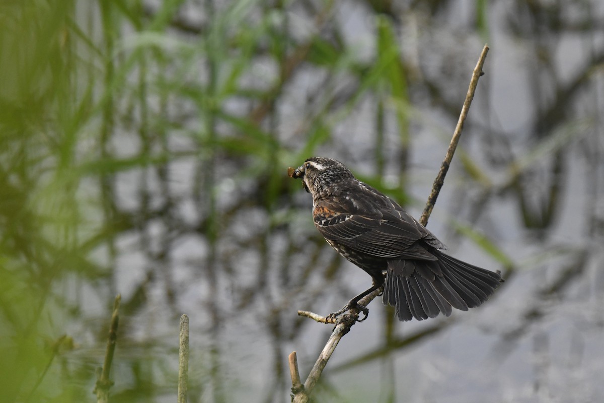 Red-winged Blackbird - Kazumi Ohira