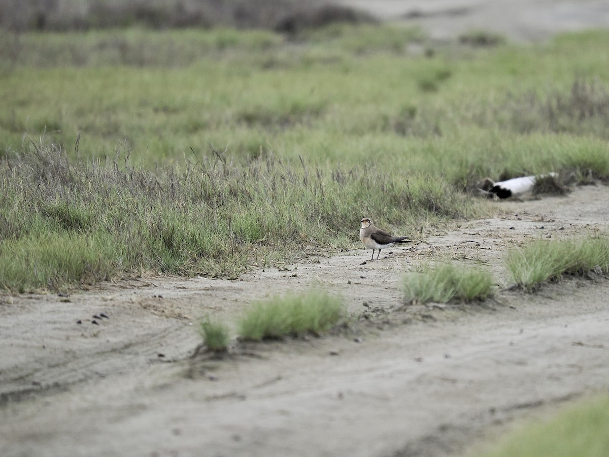 Oriental Pratincole - Tom Chen