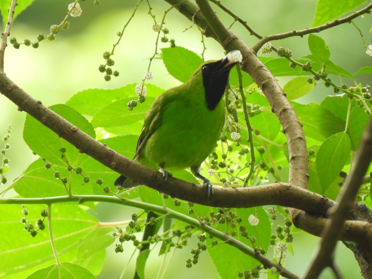 Greater Green Leafbird - ML619669032