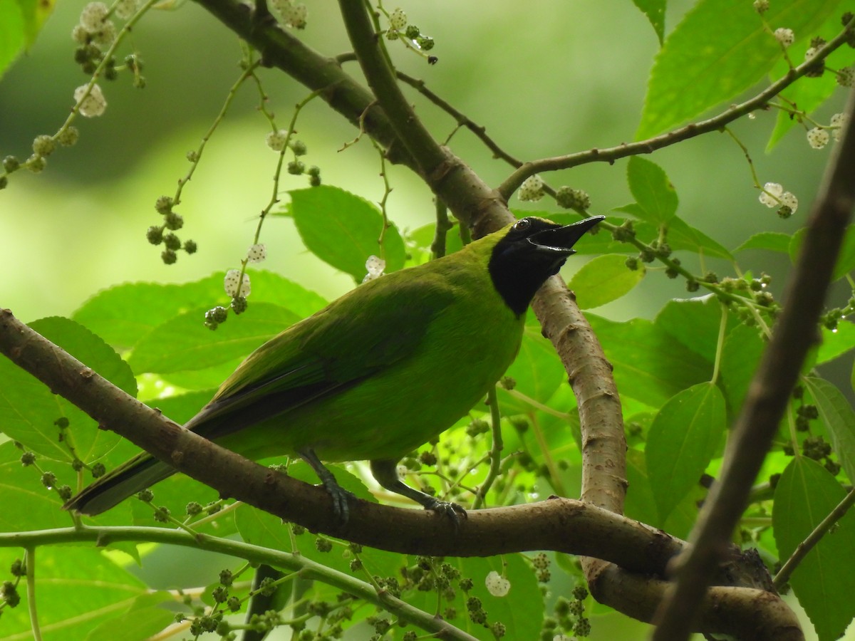 Greater Green Leafbird - ML619669033