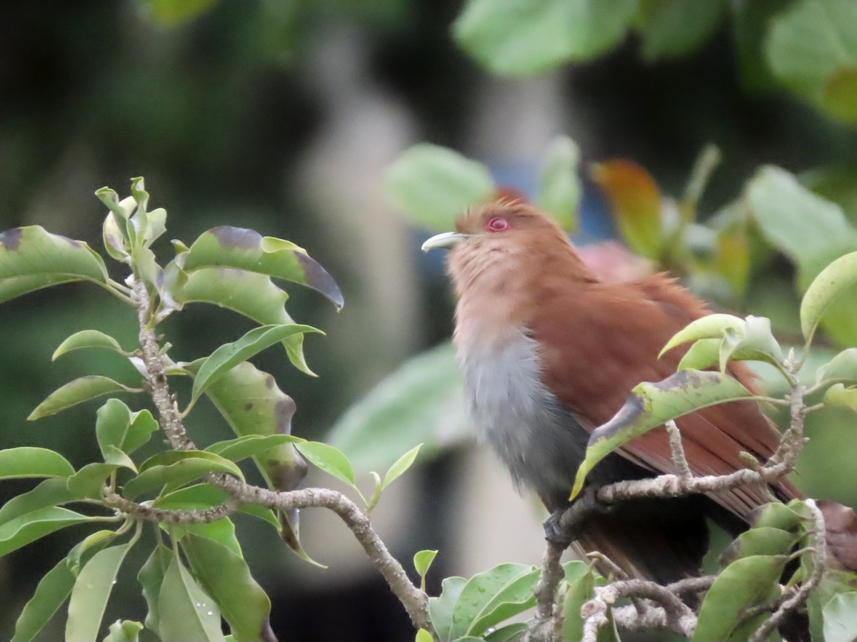 Squirrel Cuckoo - Juliano Zucareli