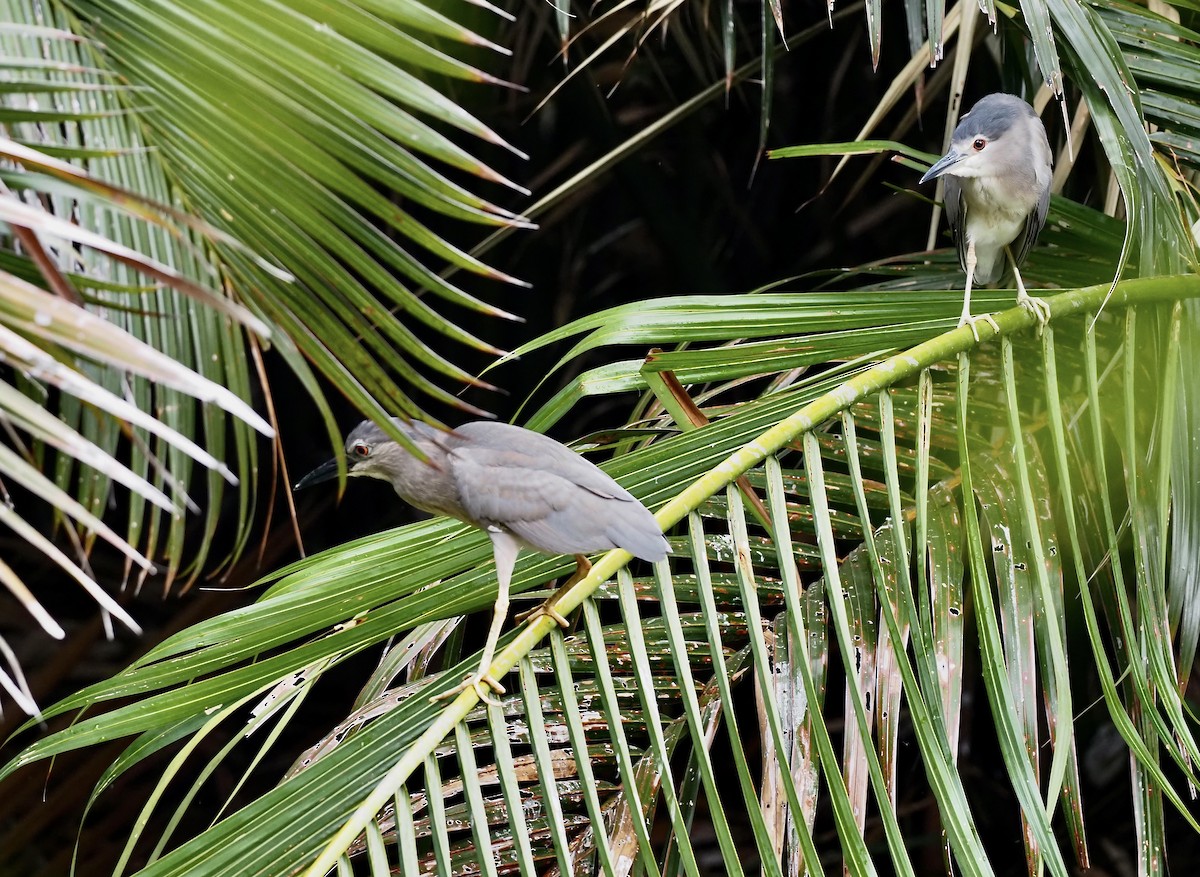 Black-crowned Night Heron - 芳色 林