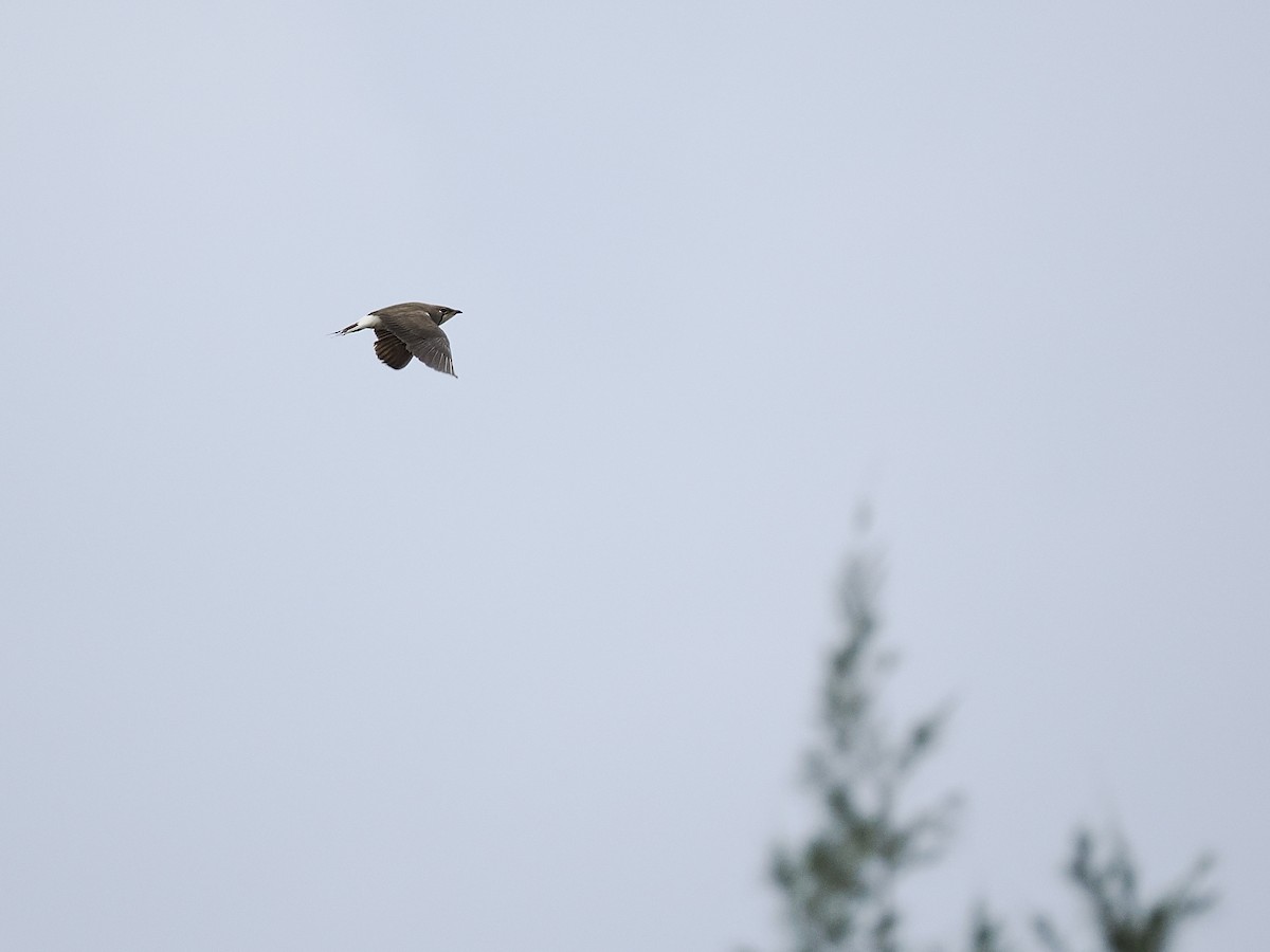 Oriental Pratincole - Tom Chen