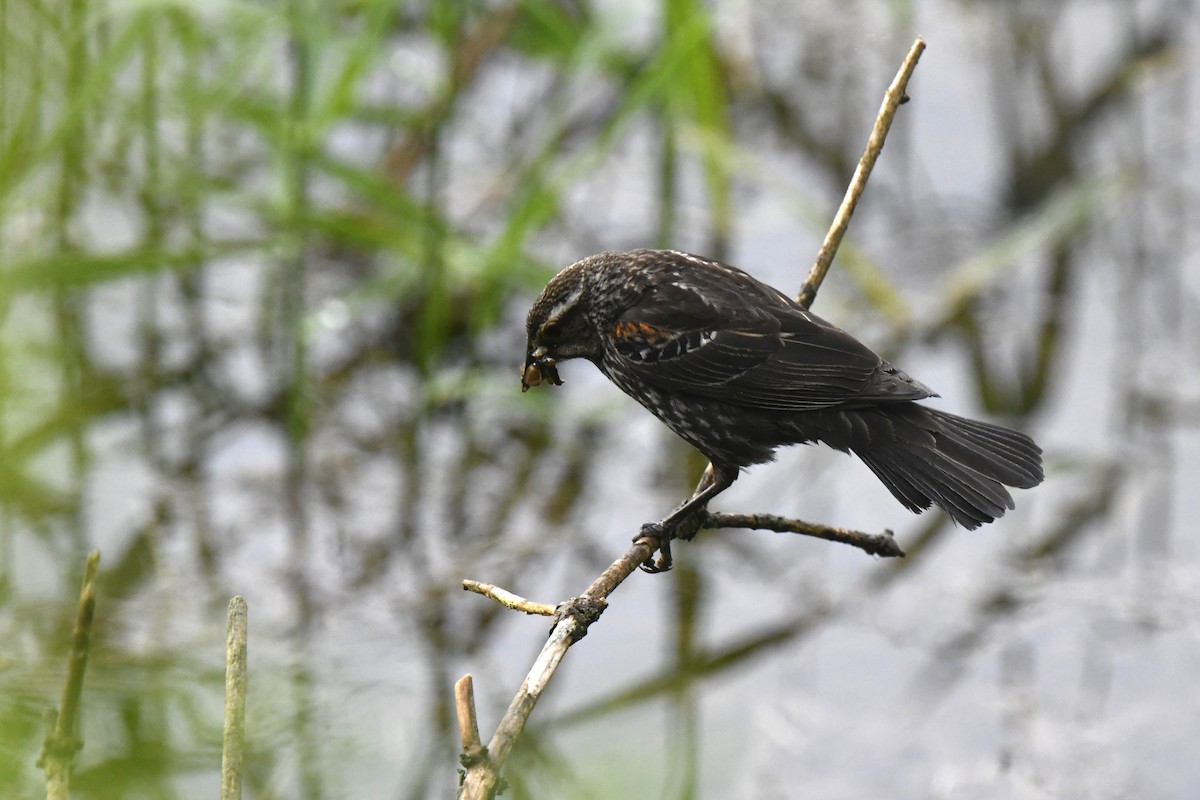 Red-winged Blackbird - Kazumi Ohira