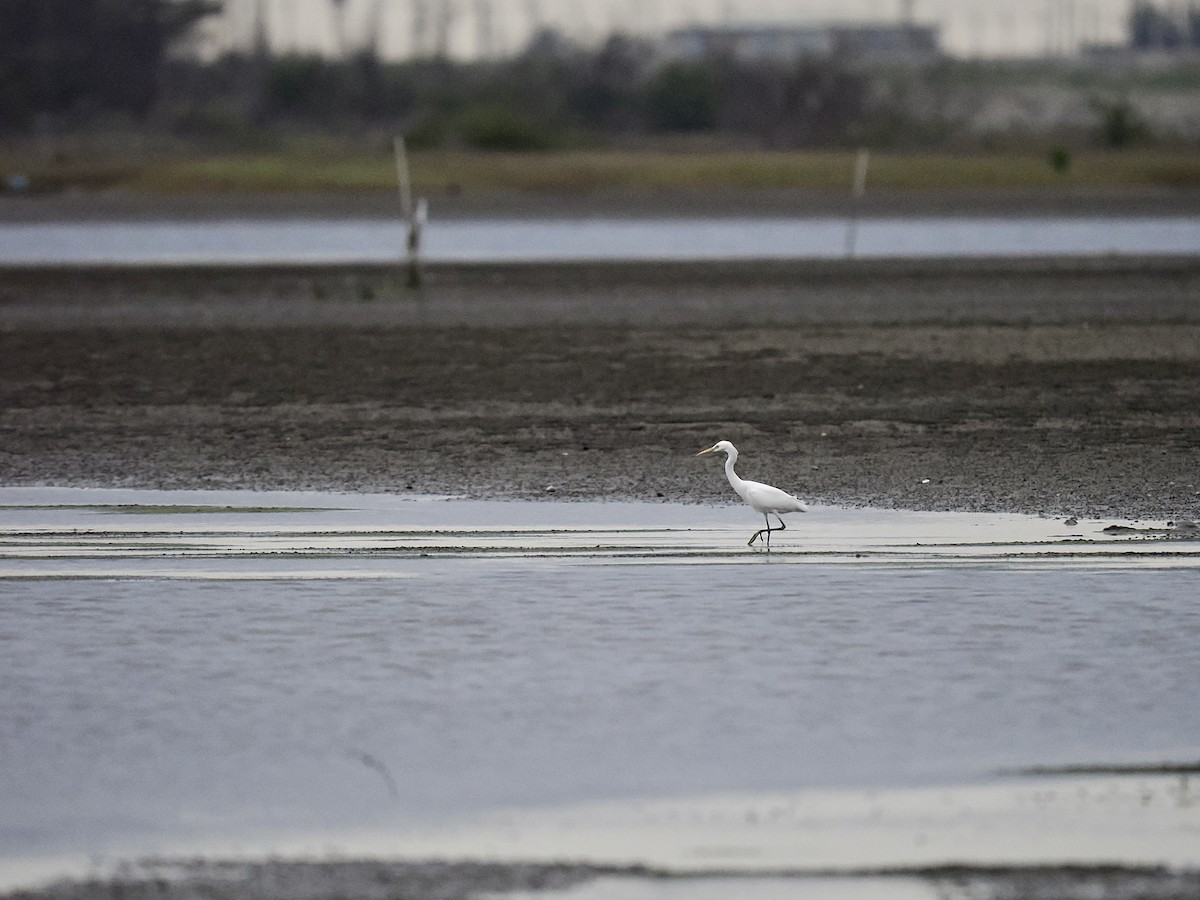 Chinese Egret - Tom Chen