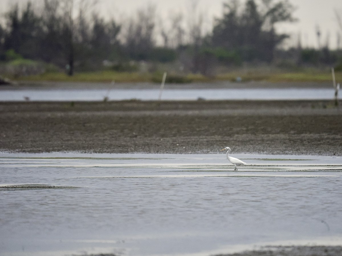 Chinese Egret - Tom Chen