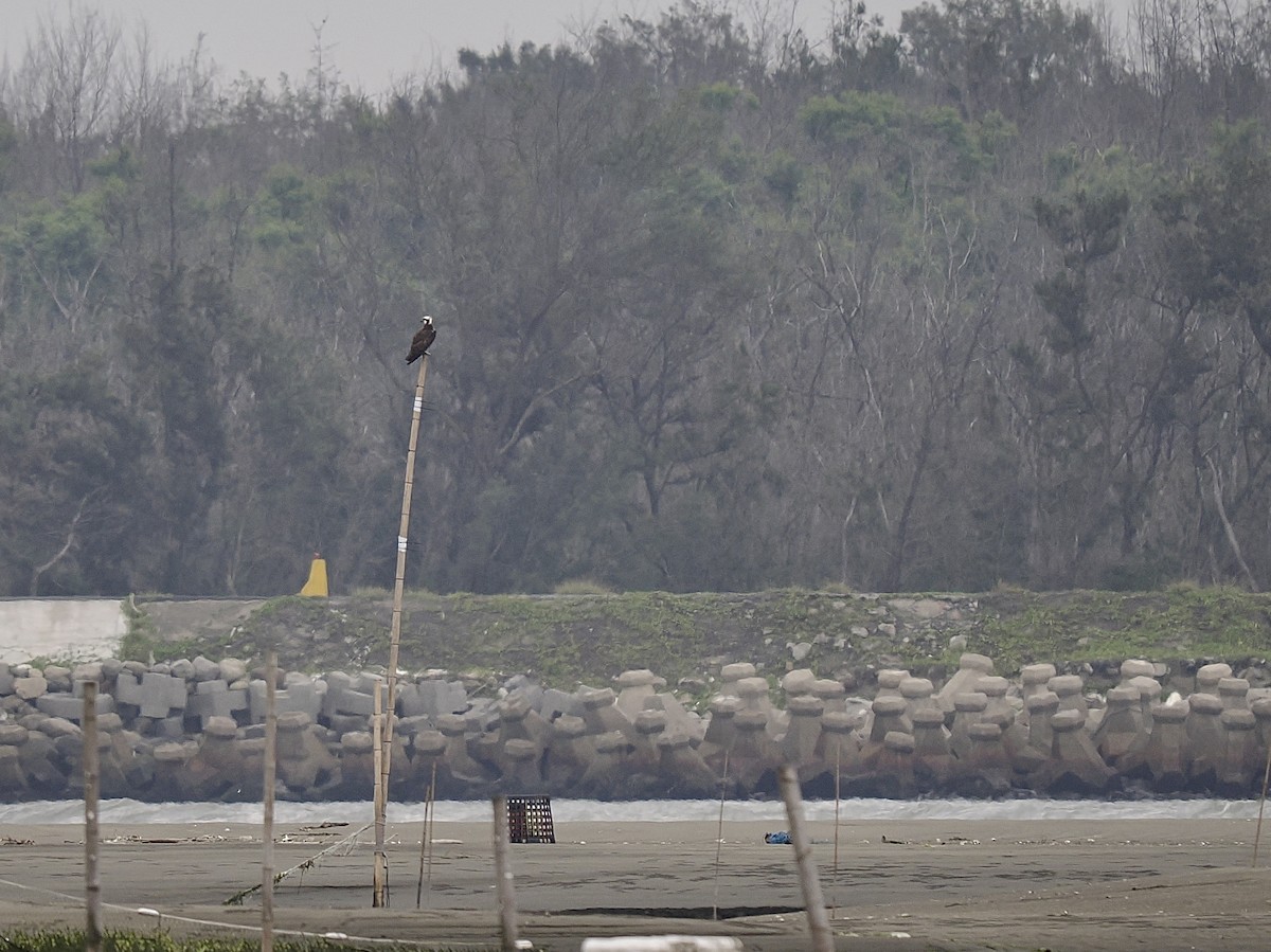 Osprey - Tom Chen